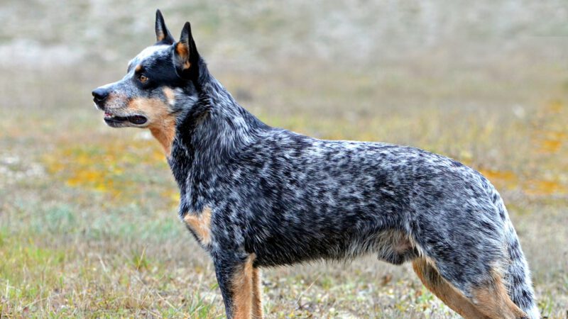 The Australian Cattle Dog: A Trusty Companion for Ranch Adventures