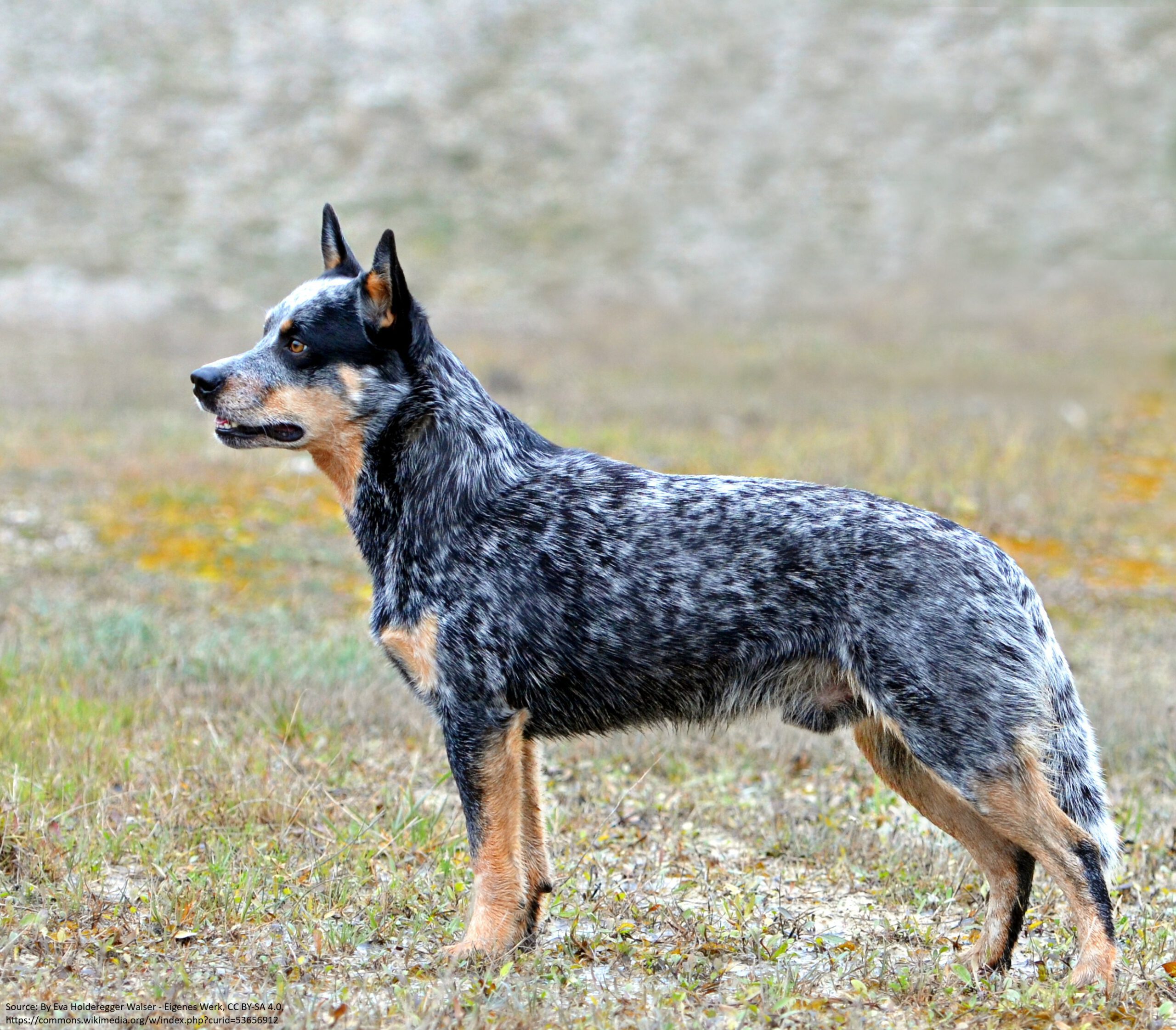 The Australian Cattle Dog: A Trusty Companion for Ranch Adventures