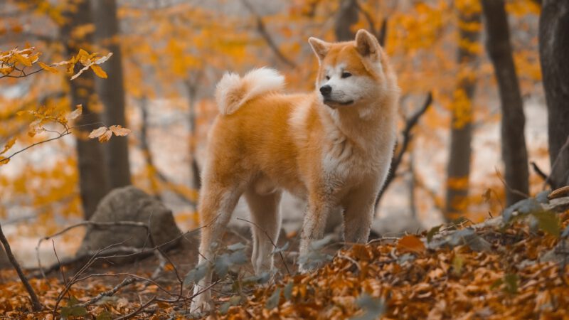 The Akita: Unveiling the Majestic Beauty and Loyalty of Japan’s National Treasure