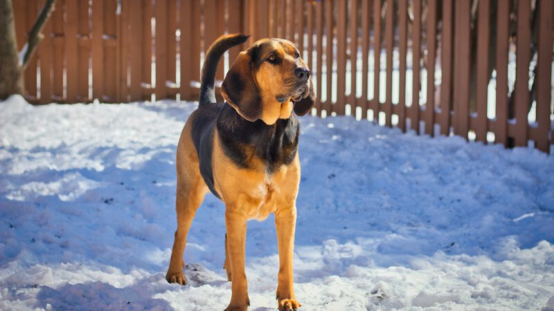 The Bloodhound: Unraveling the Mysteries of this Sleuthing Sensation!BloodhoundThe Bloodhound: Unraveling the Mysteries of this Sleuthing Sensation!